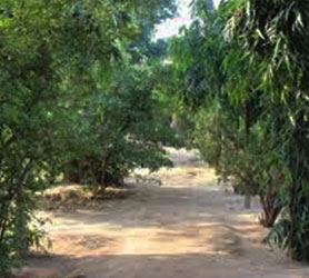 Holy Forest of Madan Ter