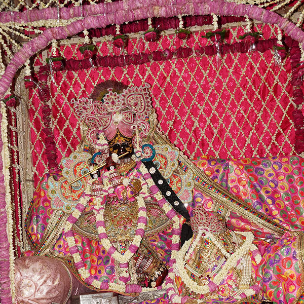 Radhavallabh Lal adorned with roses and pink attire
