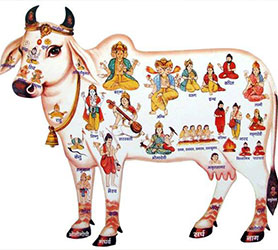 Kaamdehenu the Cow Goddess Annapurna